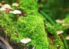 世界保龄球锦标赛国际合作项目签约，保龄球世界冠军